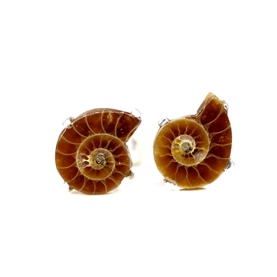 Raw Ammonite Studs